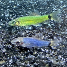 Сиамский водорослеед GloFish